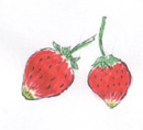 strawberry